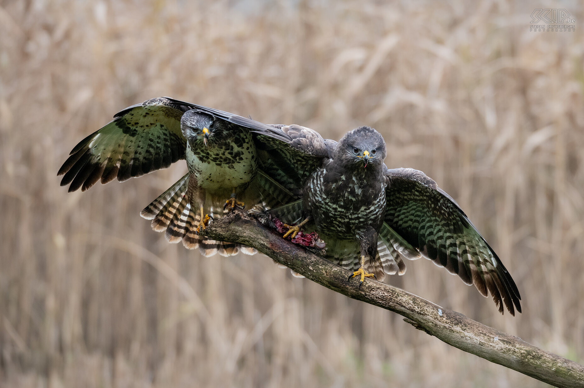 Buzzards The buzzard is by far the most common and most striking bird of prey in our country. I was able to make some nice images of buzzards from a small hide in my home region. Stefan Cruysberghs